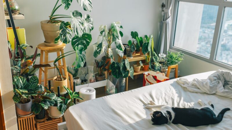 6 Flowering Houseplants to Keep Away from Cats