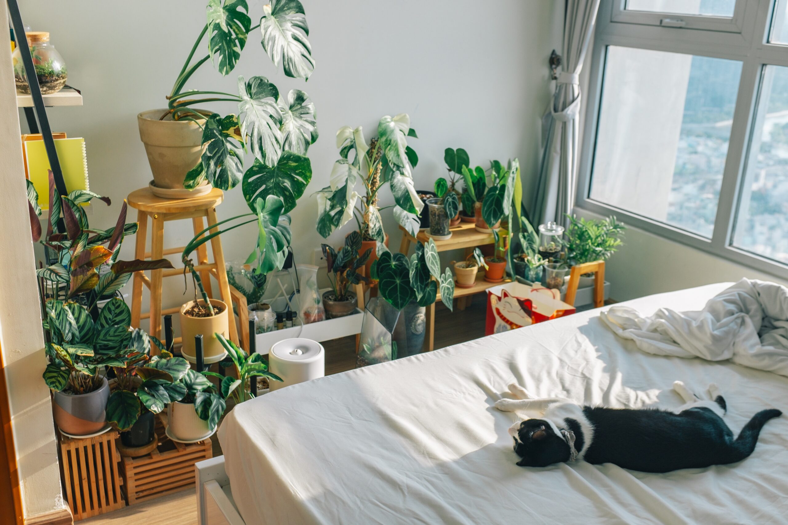 6 Flowering Houseplants to Keep Away from Cats