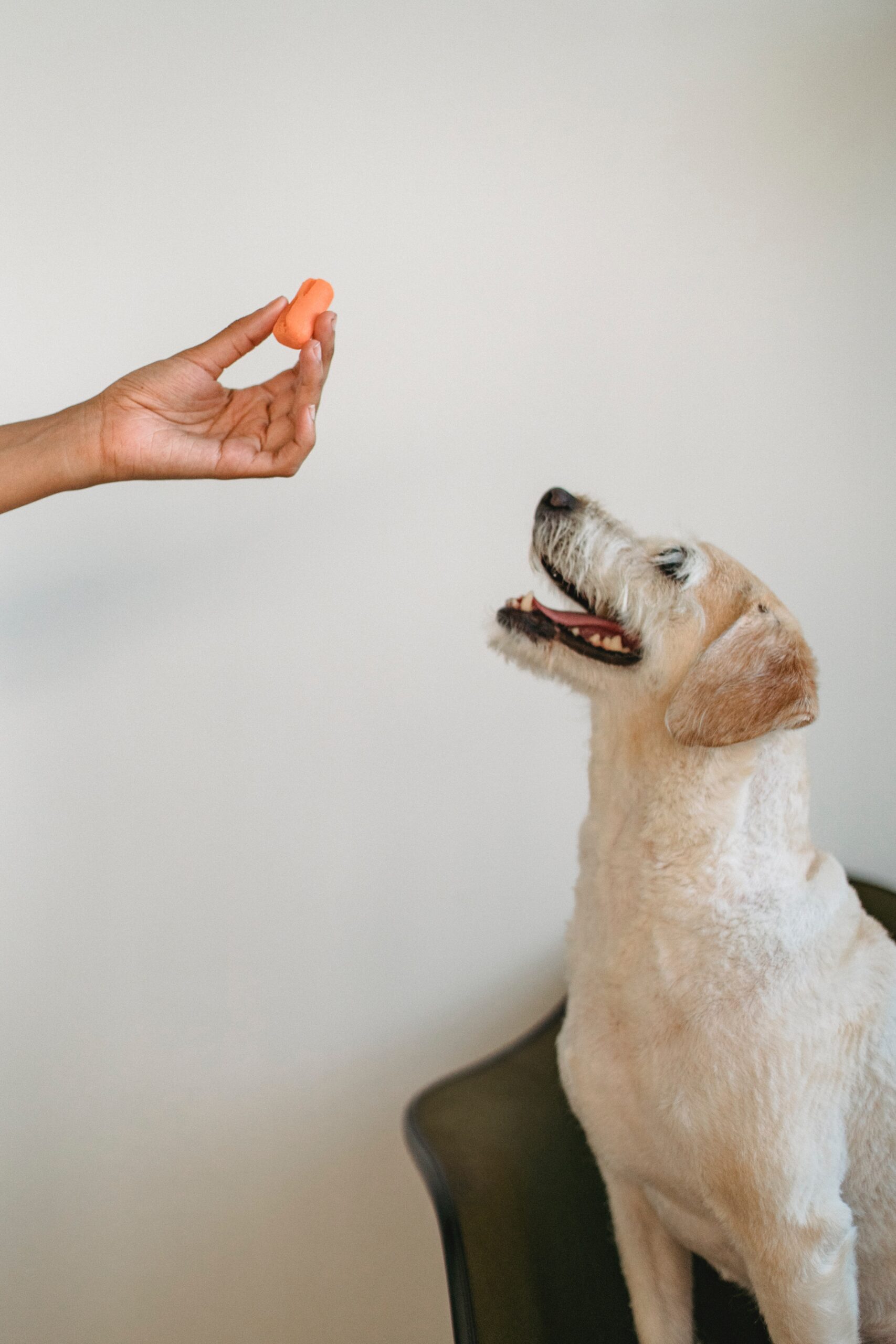 6 Human Foods Safe to Feed Dogs